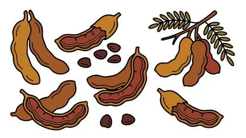 Tamarind Fruit Icon Set With Pod And Seeds Stock Illustration