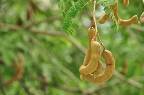 Tamarind fruit Stock Photos