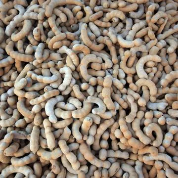 Tamarind fruit Stock Photos
