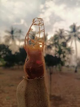 Tamarind fruit with shell partially removed, Brown tamarind pulp and fibers.. Stock Photos