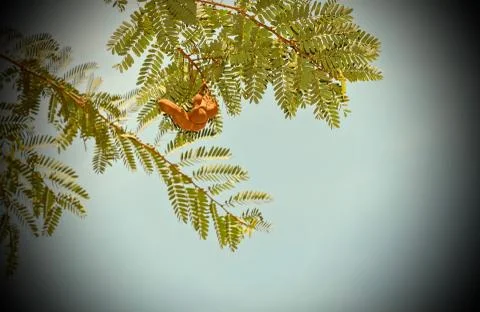Tamarind fruit on the tree in the garden. Stock Photos