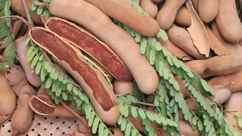 Tamarind Fruits Stock Footage 275714165