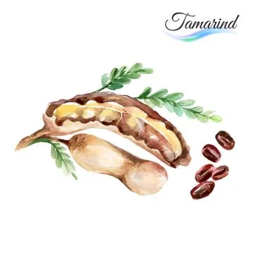 Tamarind Stock Illustration