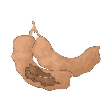 Tamarind illustration Stock Illustration