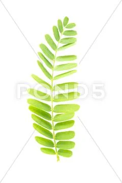 Tamarind leaf isolated Stock Photos