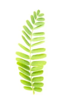 Tamarind leaf isolated Stock Photos