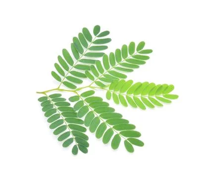 Tamarind leaf isolated on white Foto stock