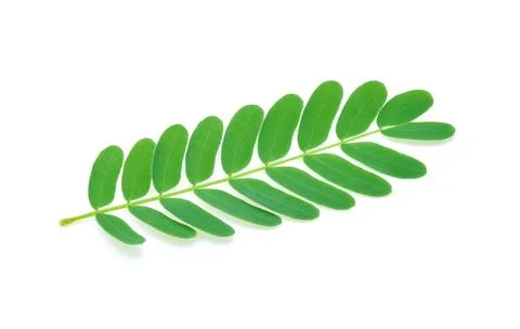 Tamarind leaf isolated on white Foto stock