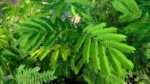 Tamarind leaves Stock Footage 93232093