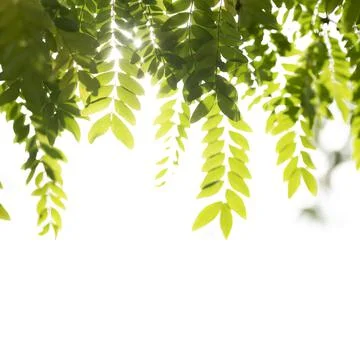 Tamarind leaves pattern design for clothes and home wallpaper Фото