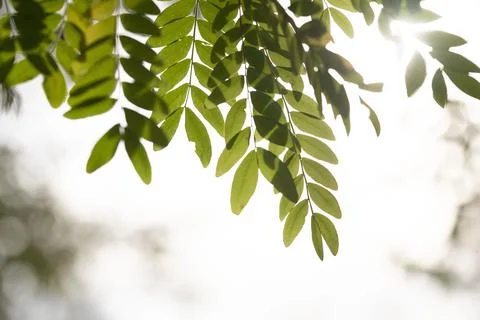 Tamarind leaves pattern design for clothes and home wallpaper Photos