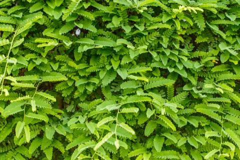 Tamarind leaves on tree background. Stock Photos