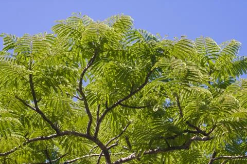 Tamarind Stock Photos