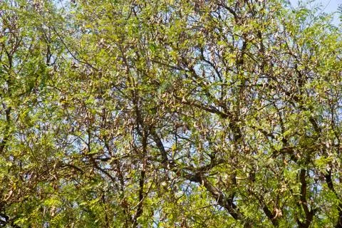 Tamarind Stock Photos