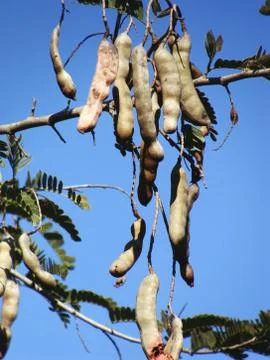 Tamarind 写真素材