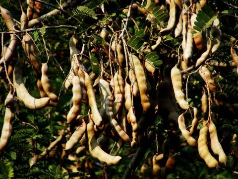 Tamarind 写真素材