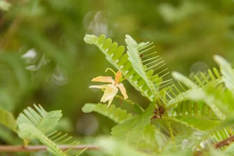 Tamarind Stock Photos