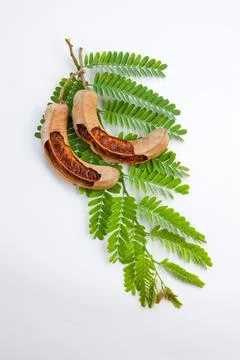 Tamarind Stock Photos