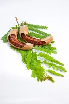 Tamarind Stock Photos