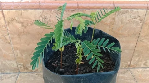 Tamarind plant Stock Footage 296809363