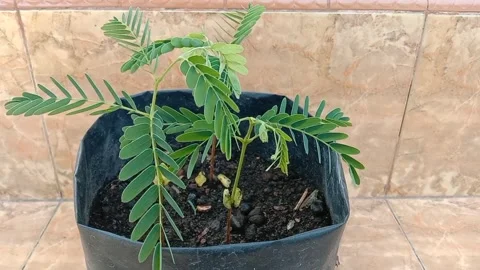 Tamarind plant Stock Footage 296809627