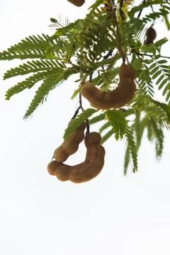 Tamarind pod Stock Photos