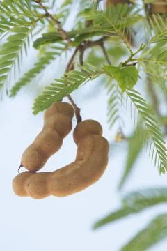 Tamarind pod Stock Photos