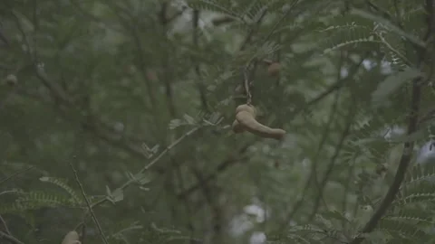 Tamarind Pods Growing on Tree in Natural Tropical Garden Stock Footage 345286098