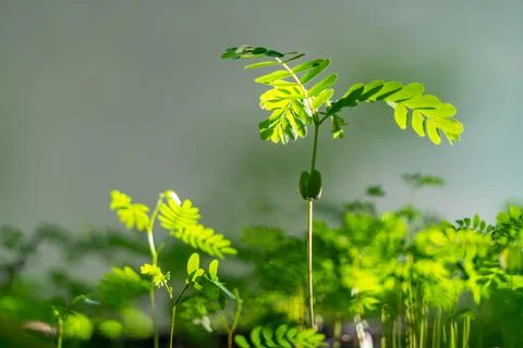Tamarind seedling Stock Photos