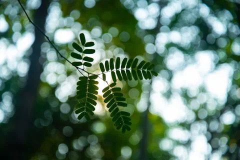 Tamarind Small branch Foto stock