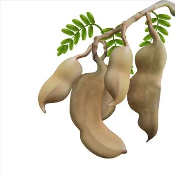Tamarind is a tamarind leaf from a white background. Stock Illustration