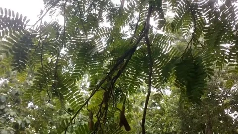 Tamarind tree bears fruit 動画素材 327692201