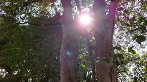 The tamarind tree is big and old Stock Footage 261403838