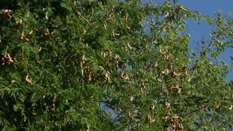 Tamarind Tree with Dense Green Foliage and Brown Seed Pods Stock Footage 326086571