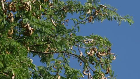 Tamarind Tree with Dense Green Foliage and Brown Seed Pods Stock Footage 326086572