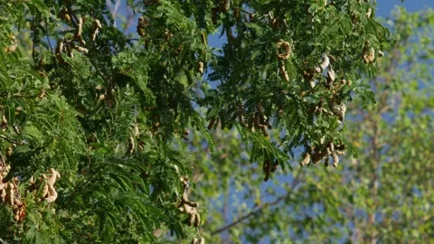 Tamarind Tree with Dense Green Foliage and Brown Seed Pods Stock Footage 327344179