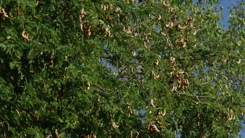 Tamarind Tree with Dense Green Foliage and Brown Seed Pods Stock Footage 327344182
