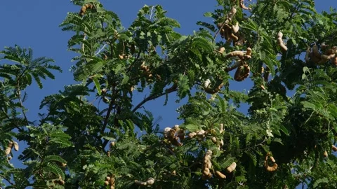 Tamarind Tree with Dense Green Foliage and Brown Seed Pods Stock Footage 329905660