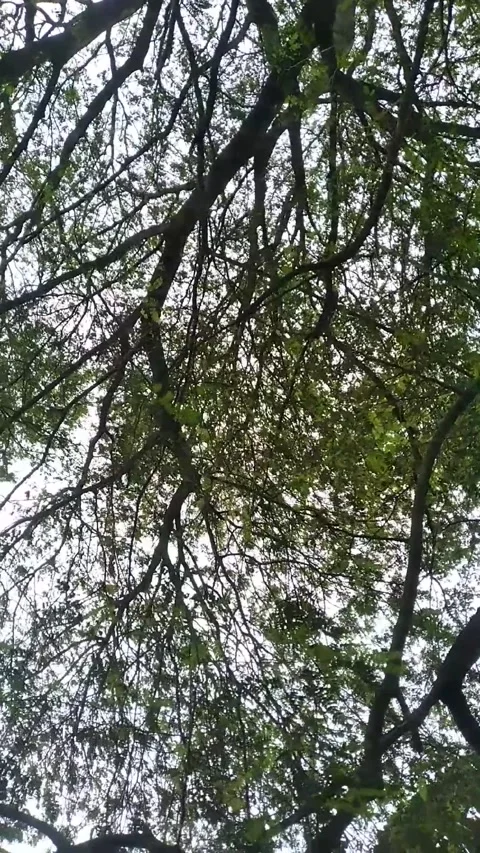 Tamarind tree Stock Footage 228708378