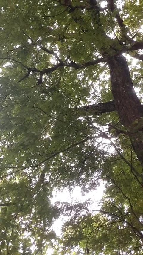 Tamarind tree Stock Footage 327691949