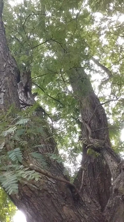 Tamarind tree Stock Footage 327692287