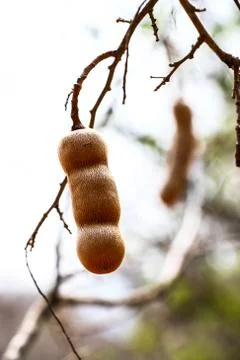Tamarind on tree fruit background Foto stock