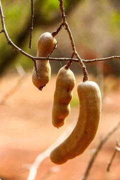 Tamarind on tree fruit background Stock Photos