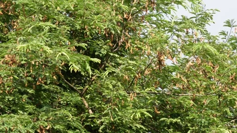 The tamarind tree is full with several dry ripped pods Stock Footage 316237494