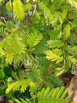 Tamarind tree leaves Stock Photos