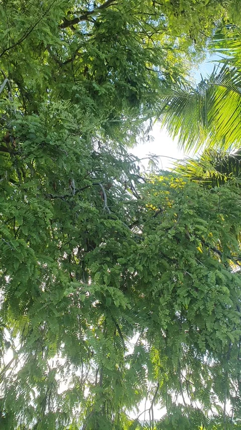 Tamarind tree with lush branches and leaves Stock Footage 310656080