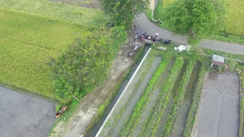 A tamarind tree in the middle of a rice field Stock Footage 235380377