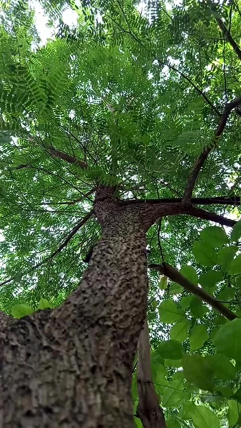 Tamarind tree or Tamarindus indica Vídeo Stock 303024341