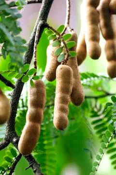 Tamarind tree Stock Photos