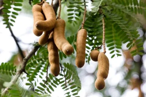 Tamarind tree Stock Photos